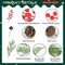 55PCS Christmas Artificial Pine Branches Set (A Style-55pcs) 14.9"D x 5.5"W x 3.9"H